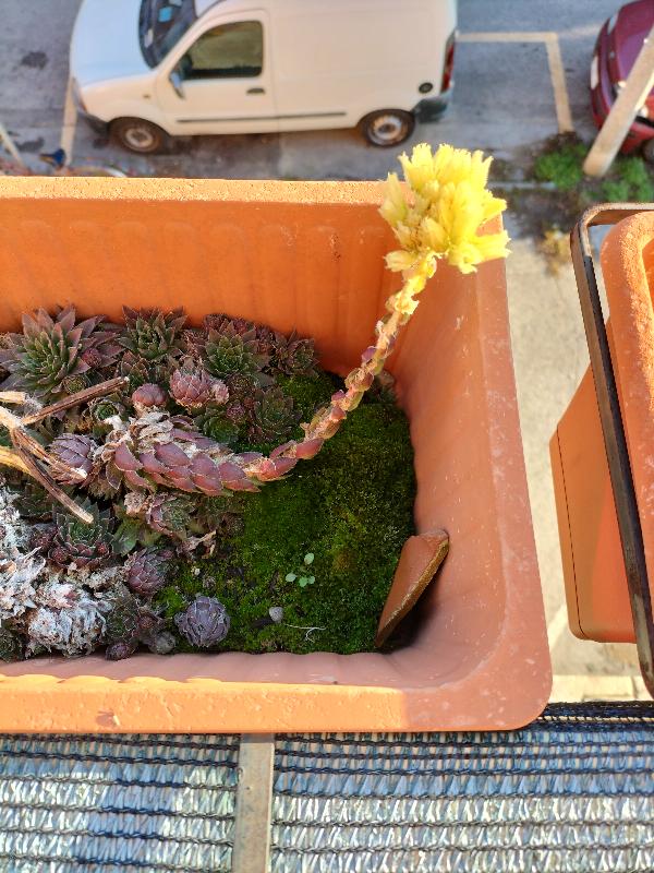 fiore_sempervivum.jpg